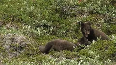 Artic Fox Cubs @ Kuannersooq Fjord