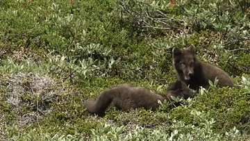 Artic Fox Cubs @ Kuannersooq Fjord 