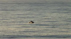 Dolphins seen from aboard Sea Cloud