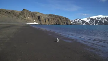 Lost penguin @ Deception Island 