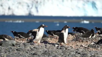 Gentoo penguins @ Yankee Harbour 