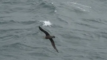 Albatrosses following HANSEATIC nature 