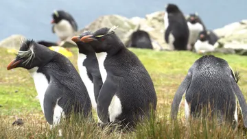 Rockhopper penguins, Murrel Farm, East Falkland 