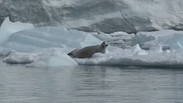 Yawning seal @ Paradise Bay