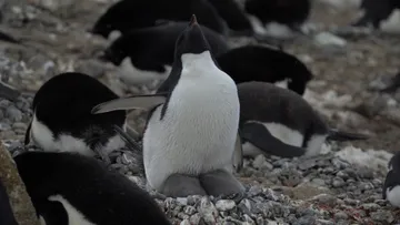 Adélie penguins @ Brown Bluff 