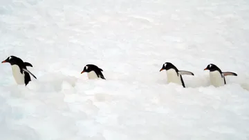 Gentoo penguins @ Petermann Island 