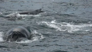 Whale sighting while underway aboard HANSEATIC nature 