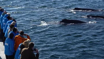 Encountering whales navigating Gerlach Strait aboard HANSEATIC nature 