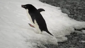 Adélie penguin @ Base Orcadas, Laurie Island 