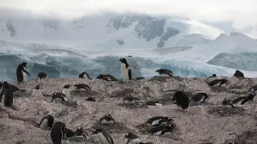 Gentoo Penguins @ Cuverville Island 