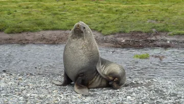 Stromness, South Georgia 