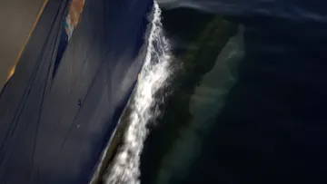 The Bow of Havila Pollux